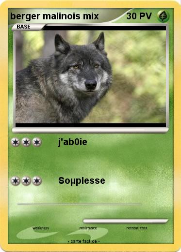 Pokemon berger malinois mix