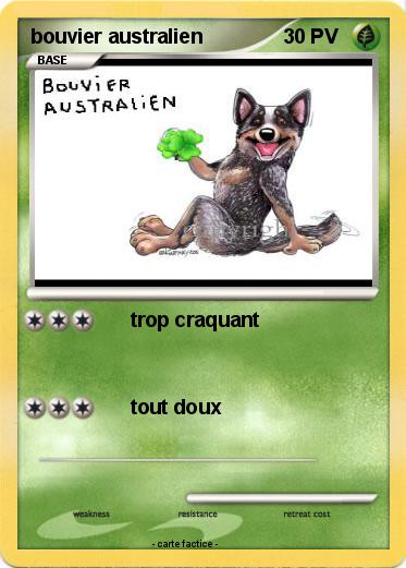 Pokemon bouvier australien