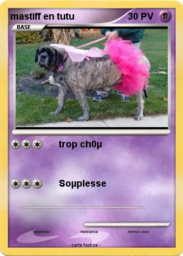 Pokemon mastiff en tutu