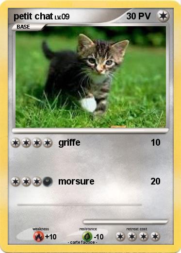 Pokemon petit chat