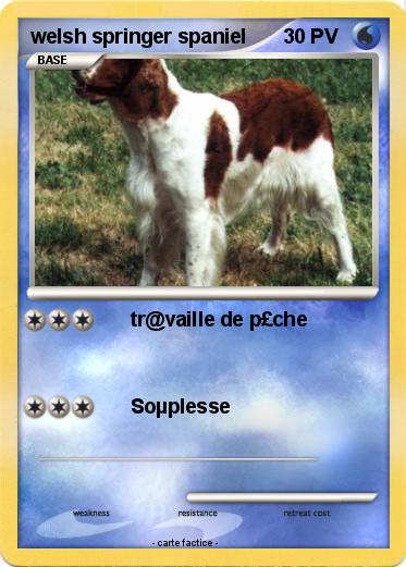Pokemon welsh springer spaniel