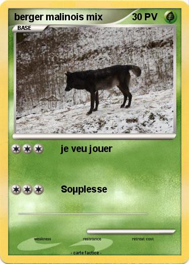 Pokemon berger malinois mix