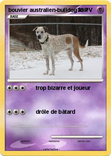 Pokemon bouvier australien-bulldog mix