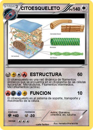 Pokemon CITOESQUELETO