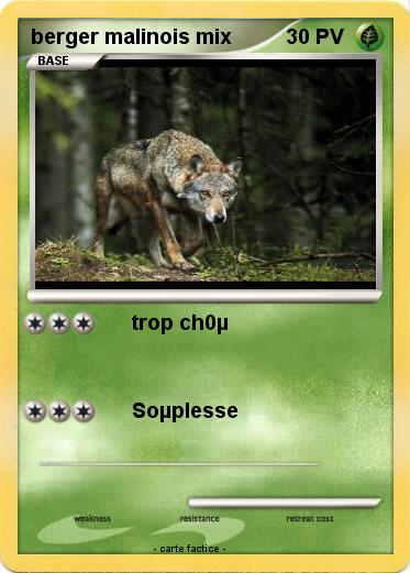 Pokemon berger malinois mix