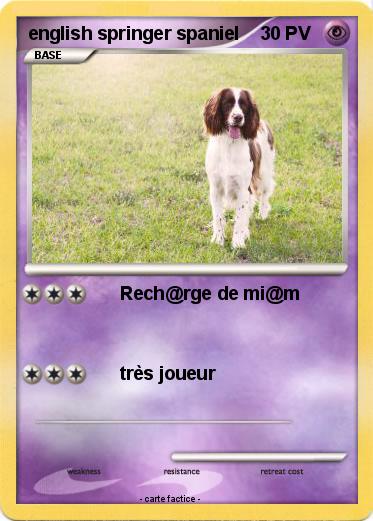 Pokemon english springer spaniel