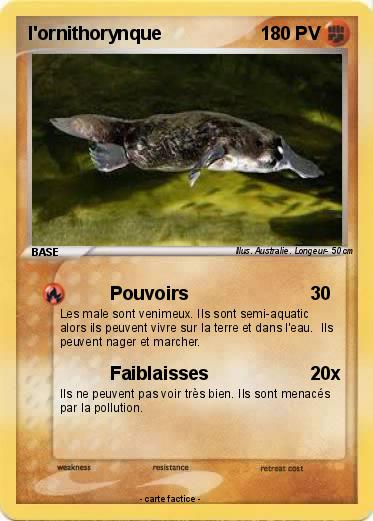 Pokemon l'ornithorynque