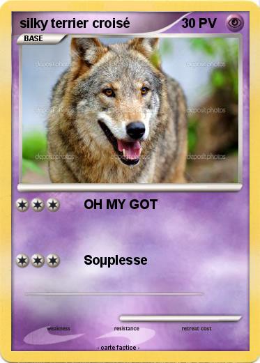 Pokemon silky terrier croisé