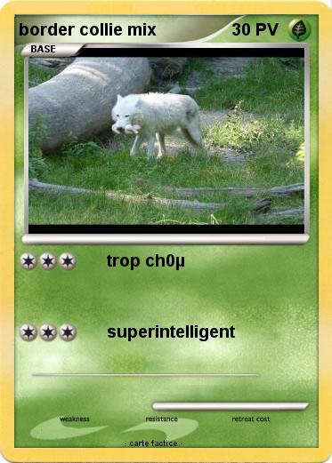 Pokemon border collie mix