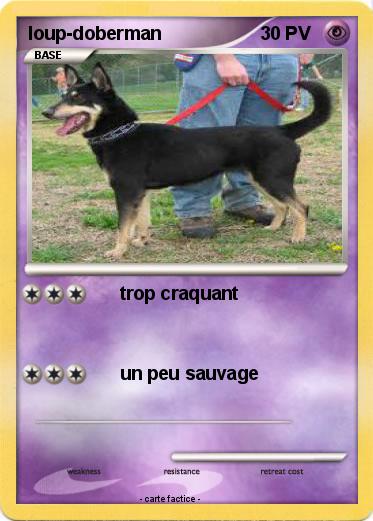 Pokemon loup-doberman