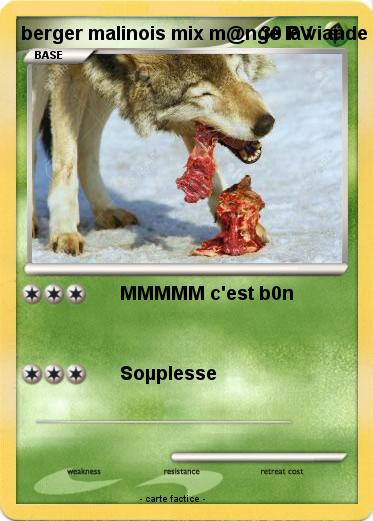 Pokemon berger malinois mix m@nge la viande