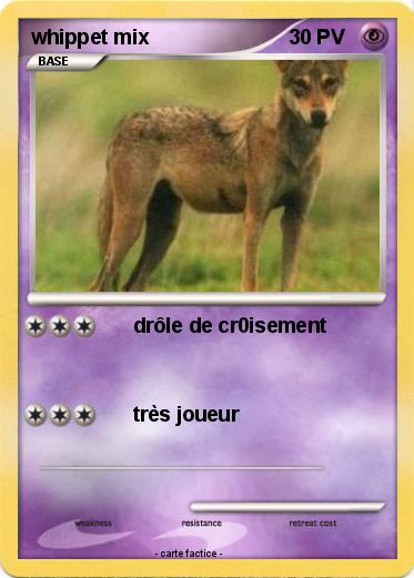 Pokemon whippet mix