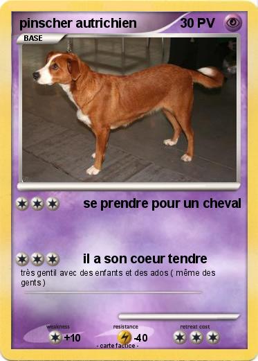 Pokemon pinscher autrichien