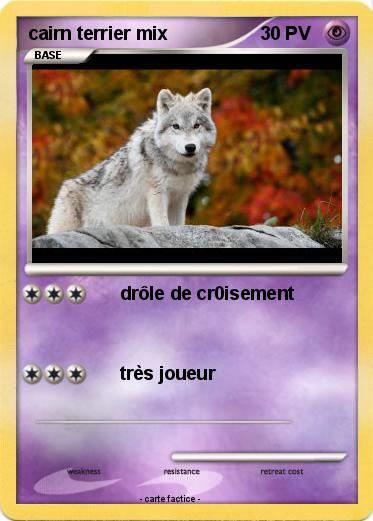 Pokemon cairn terrier mix