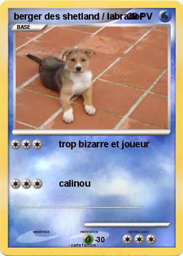 Pokemon berger des shetland / labrador