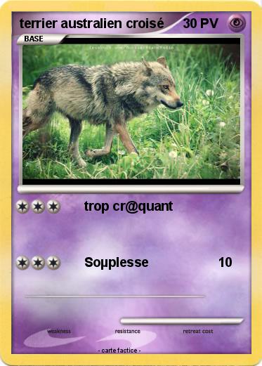 Pokemon terrier australien croisé