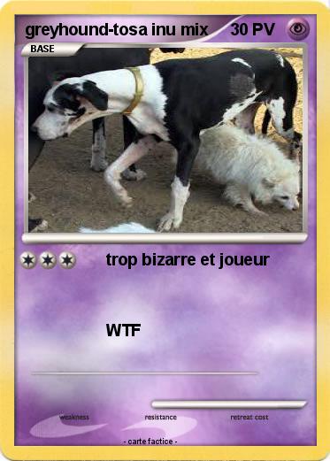 Pokemon greyhound-tosa inu mix