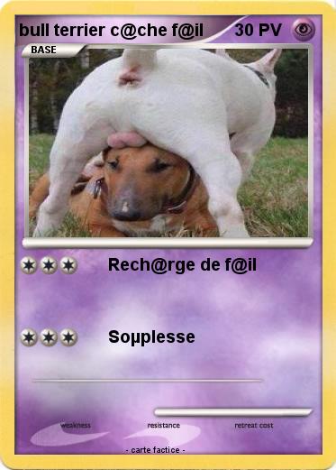 Pokemon bull terrier c@che f@il