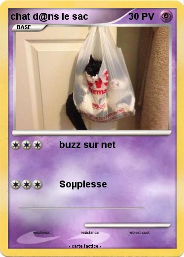Pokemon chat d@ns le sac