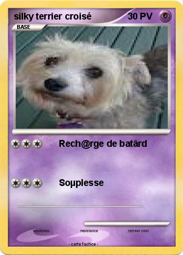 Pokemon silky terrier croisé