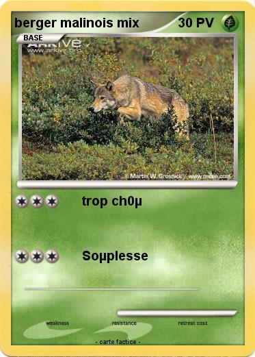 Pokemon berger malinois mix