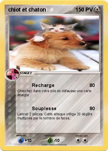 Pokemon chiot et chaton