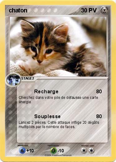 Pokemon chaton