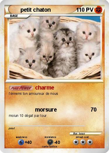 Pokemon petit chaton