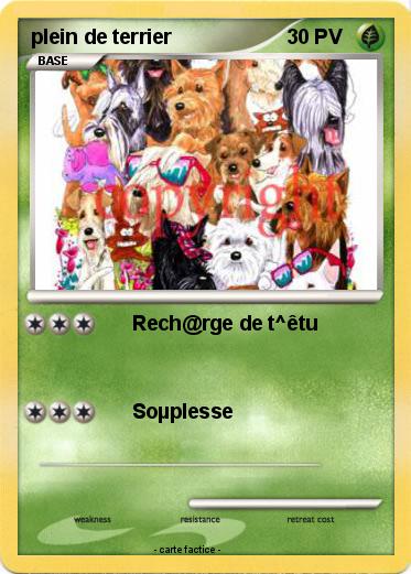 Pokemon plein de terrier