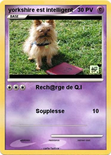 Pokemon yorkshire est intelligent