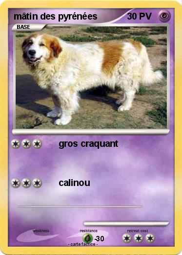 Pokemon mâtin des pyrénées