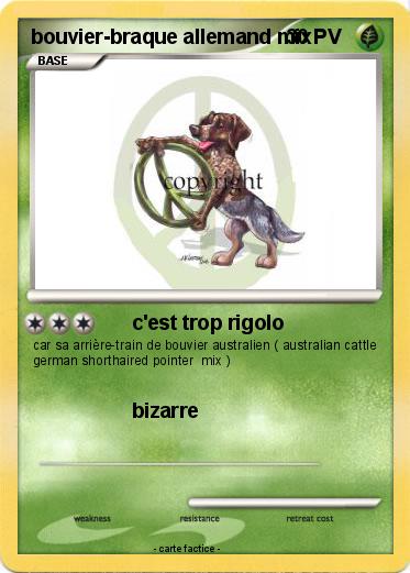 Pokemon bouvier-braque allemand mix
