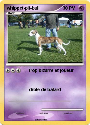 Pokemon whippet-pit-bull
