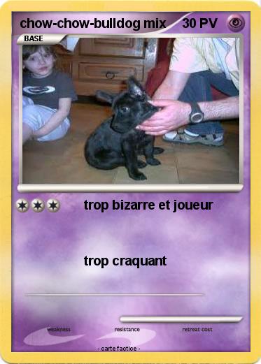 Pokemon chow-chow-bulldog mix
