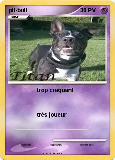 Pokemon pit-bull