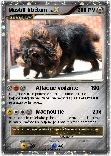 Pokemon Mastiff tibétain