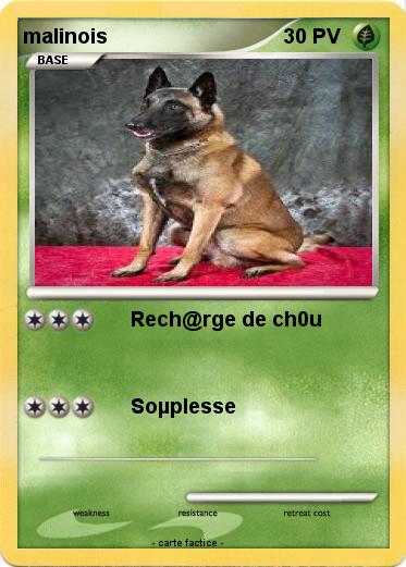 Pokemon malinois