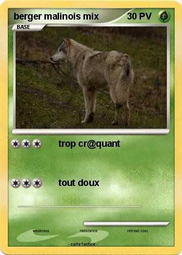 Pokemon berger malinois mix