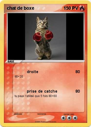Pokemon chat de boxe