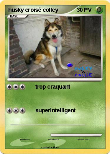 Pokemon husky croisé colley