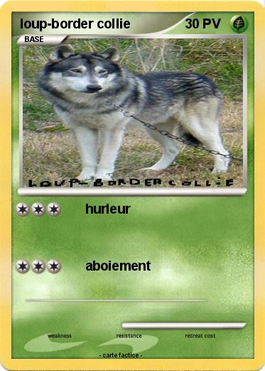 Pokemon loup-border collie