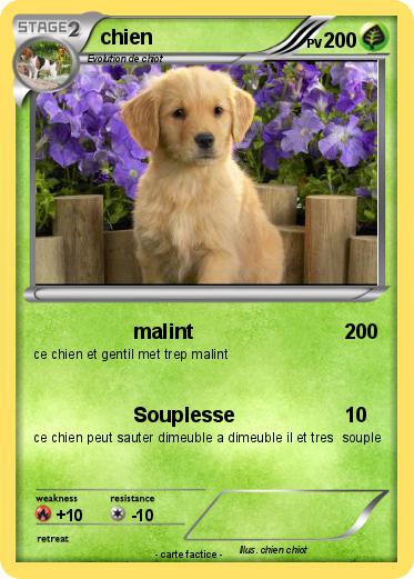 Pokemon chien