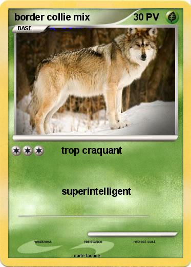 Pokemon border collie mix