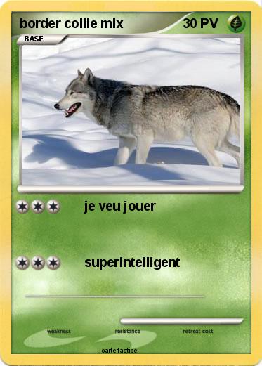 Pokemon border collie mix