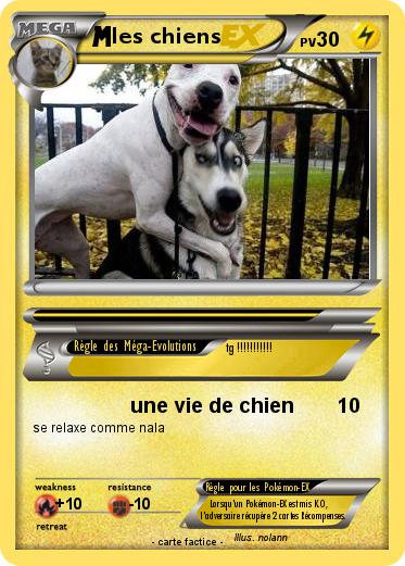 Pokemon les chiens
