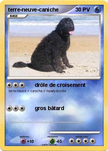 Pokemon terre-neuve-caniche
