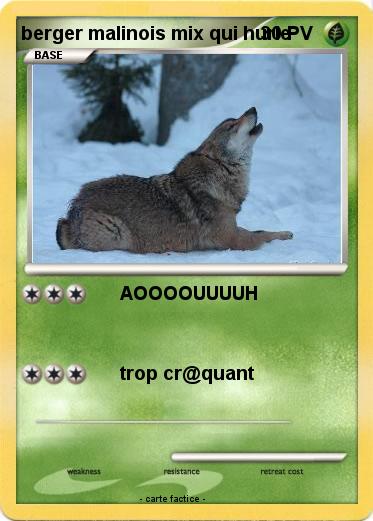 Pokemon berger malinois mix qui hurle