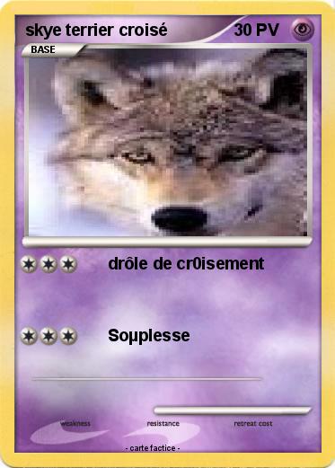 Pokemon skye terrier croisé