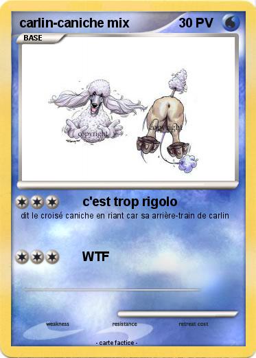 Pokemon carlin-caniche mix