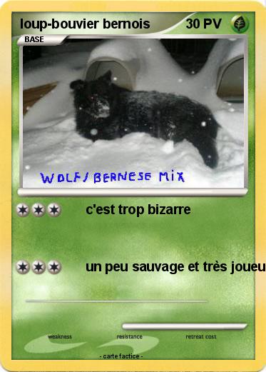 Pokemon loup-bouvier bernois